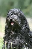 TERRIER DU TIBET 318